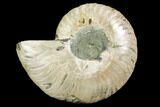 Cut & Polished Ammonite Fossil (Half) - Agate Replaced #146142-1